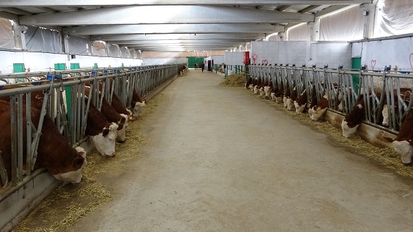 Foto - Devletten destek aldı 700 litre süt üretiyor