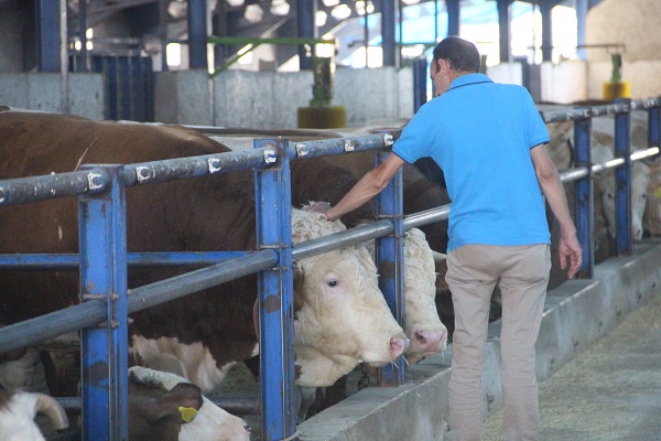 Foto - Devletten destek aldı! Babasından kalan ahıra 5.8 milyon lira yatırım yaptı