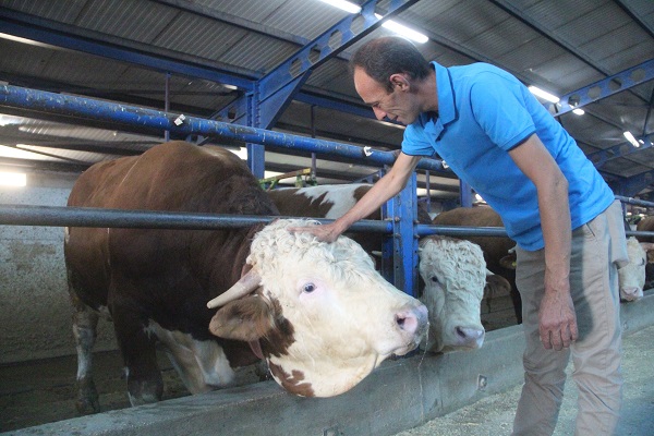 Foto - Devletten destek aldı! Babasından kalan ahıra 5.8 milyon lira yatırım yaptı