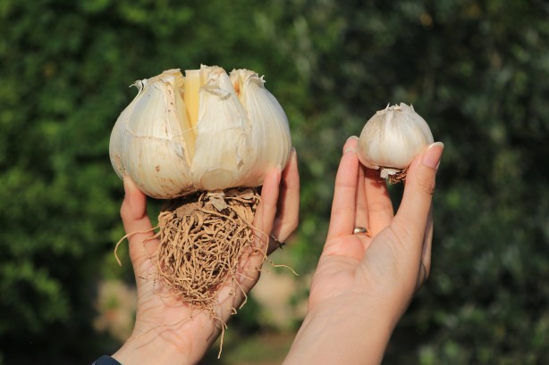 Foto - Diğerlerinin 3 katı boyutunda! Bu sarımsağı gören hayrete düşüyor