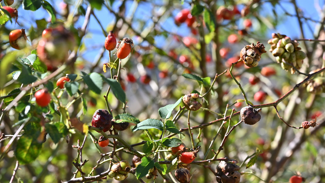 Foto - Dikenli dallardan kavanozlara! 100 gramı bir kasa portakala bedel
