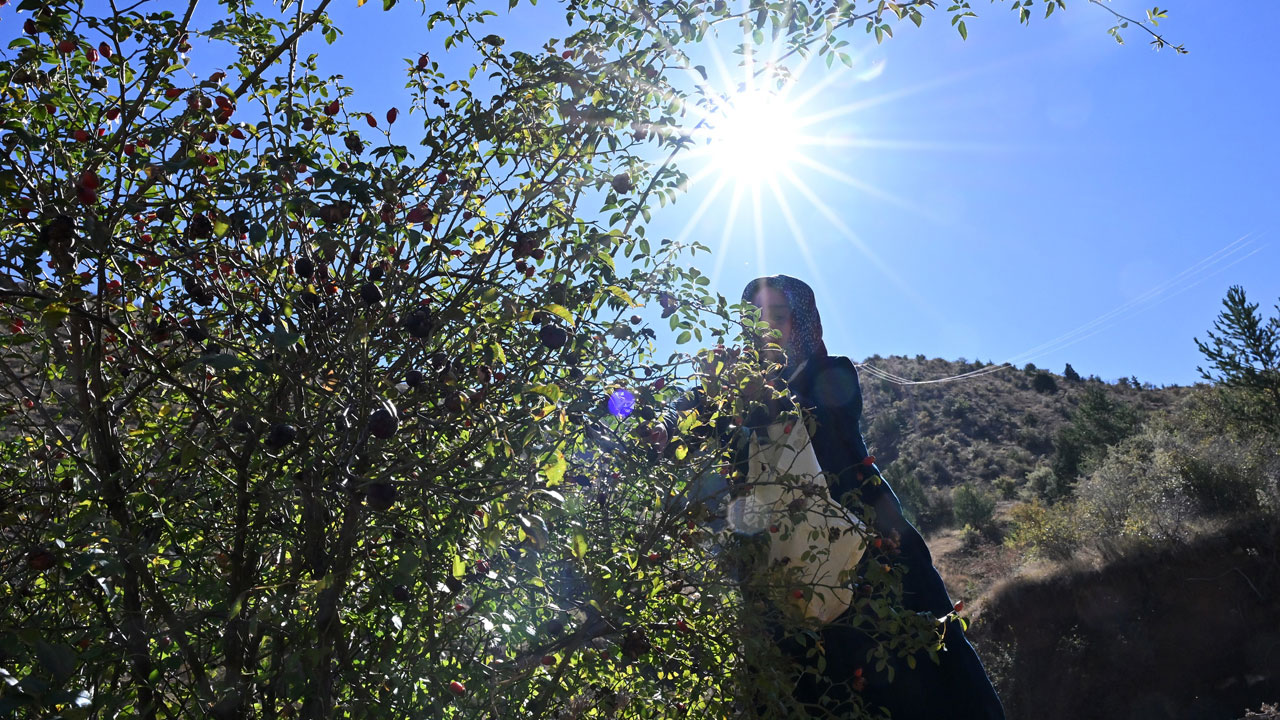 Foto - Dikenli dallardan kavanozlara! 100 gramı bir kasa portakala bedel