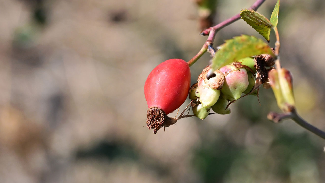 Dikenli dallardan kavanozlara! 100 gramı bir kasa portakala bedel