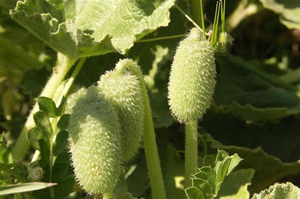 Dikkat! Bu bitkinin 2 gramı bile sizi öldürebilir!