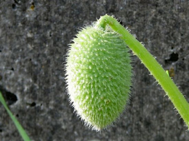 Foto - Dikkat! Bu bitkinin 2 gramı bile sizi öldürebilir!