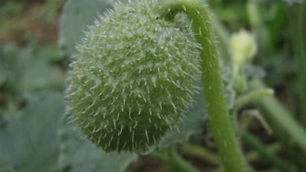 Foto - Dikkat! Bu bitkinin 2 gramı bile sizi öldürebilir!