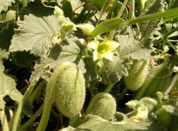 Foto - Dikkat! Bu bitkinin 2 gramı bile sizi öldürebilir!