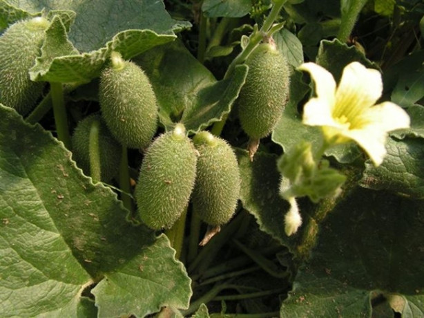 Foto - Dikkat! Bu bitkinin 2 gramı bile sizi öldürebilir!