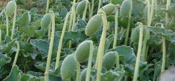 Foto - Dikkat! Bu bitkinin 2 gramı bile sizi öldürebilir!