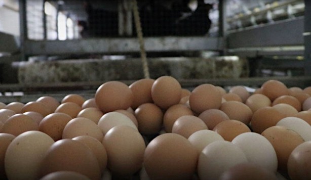 Foto - Dikkat, büyük tehlike! Eğer yumurtayı yıkarsanız... 