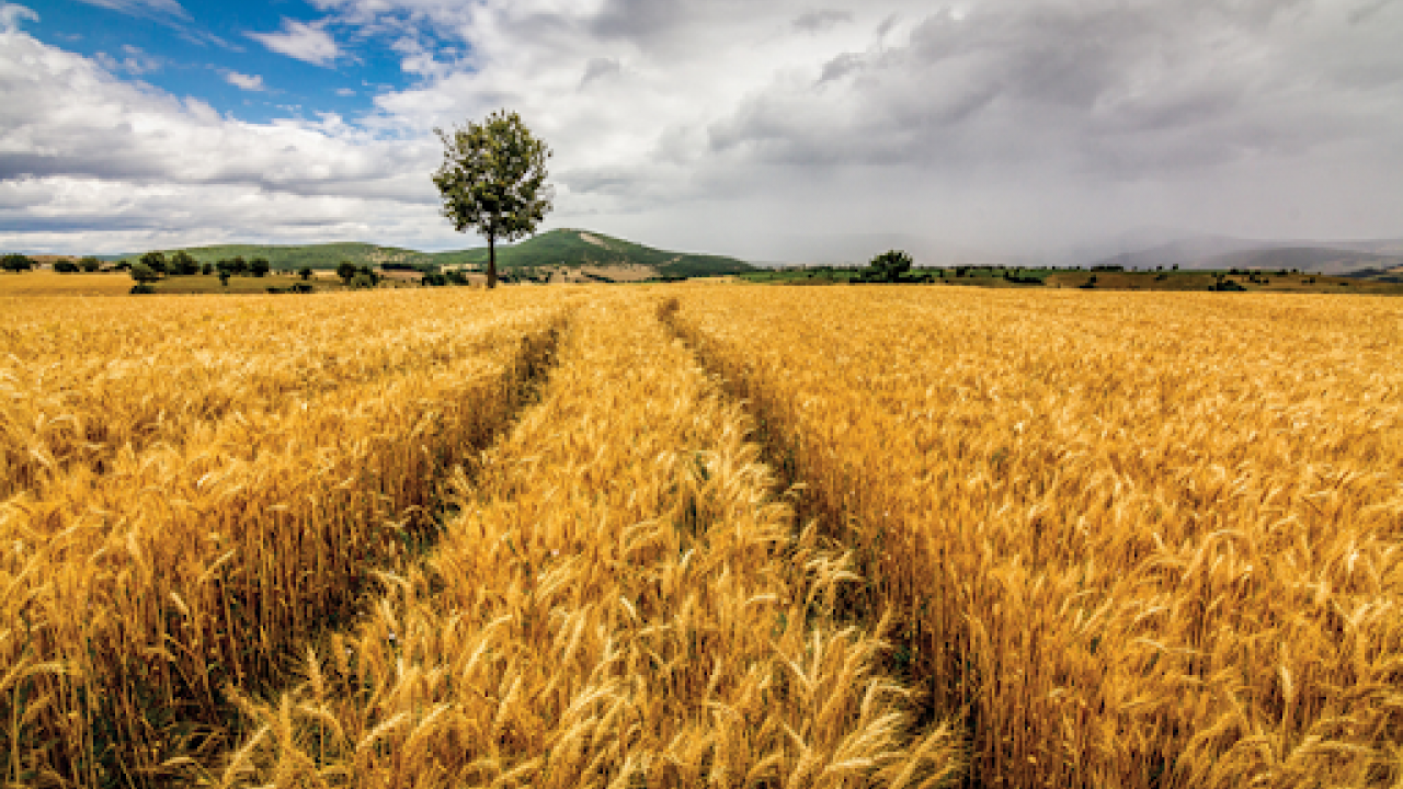 Foto - Dikkat çeken karar: Türkiye yerine Kazakistan tarımına yatırım yapıldı