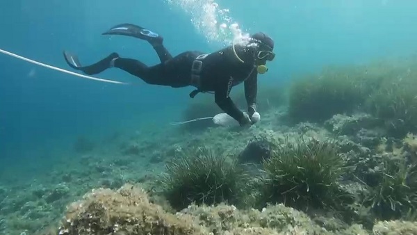 Foto - Dikkat çeken meslek! Denizden toplayıp kilosunu 120 Euro’ya satıyor