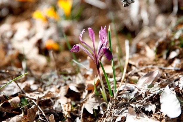 Foto - Dikkat! Koparmanın cezası 109 bin lira