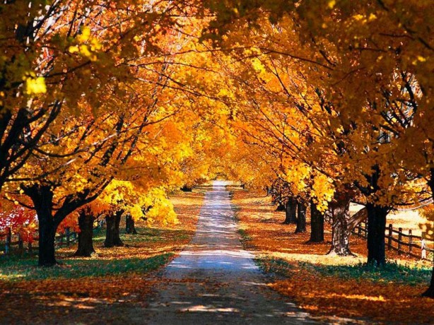 Foto - Dikkat! Hepsinin nedeni sonbahar mı?