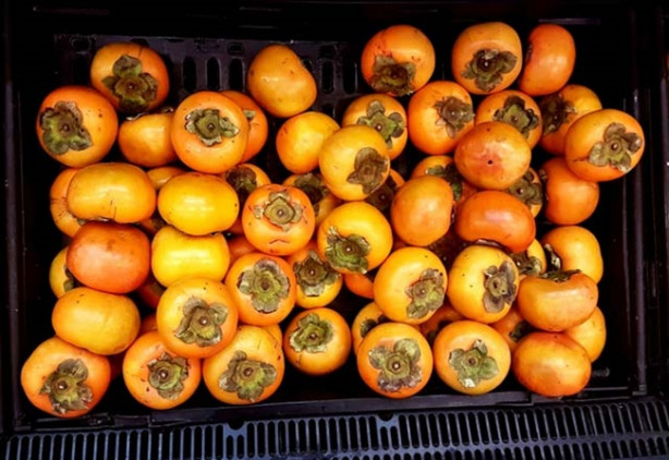 Foto - Dikkat! Trabzon hurması midesinde kist yaptı!