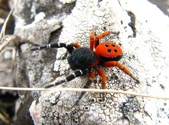 Foto - Dikkat zehir saçıyor: Türkiye'de bir ilde daha görüldü sayıları hızla artıyor