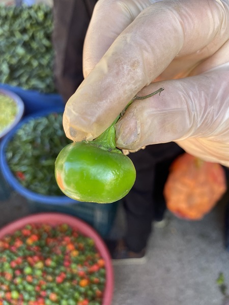 Foto - Dikkatli bakın! Herkes domates sanıyor ama... 