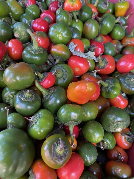 Foto - Dikkatli bakın! Herkes domates sanıyor ama... 