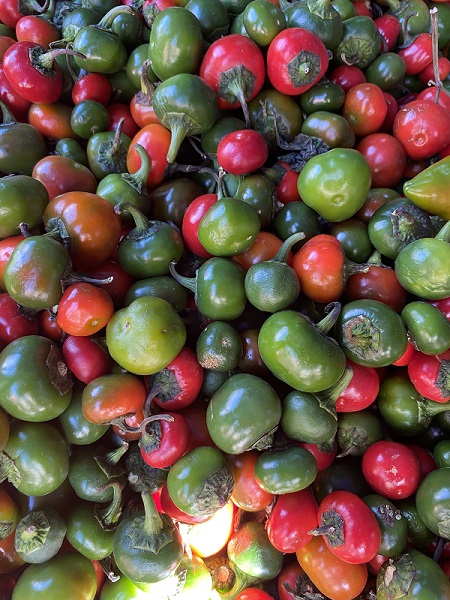 Foto - Dikkatli bakın! Herkes domates sanıyor ama... 