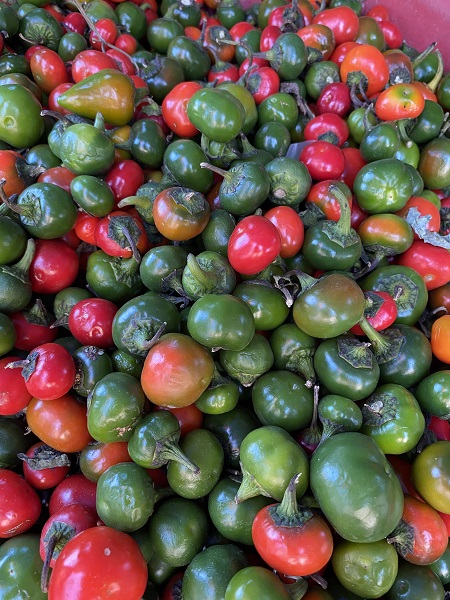 Foto - Dikkatli bakın! Herkes domates sanıyor ama... 