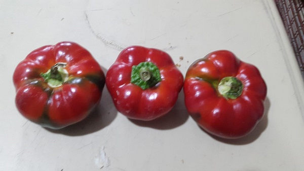 Foto - Dikkatli bakın! Sizce bunlar domates mi? 