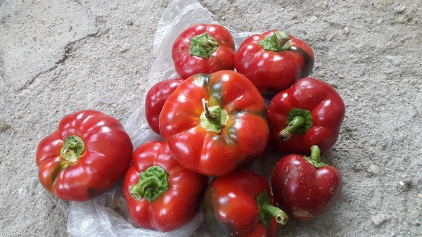 Foto - Dikkatli bakın! Sizce bunlar domates mi? 