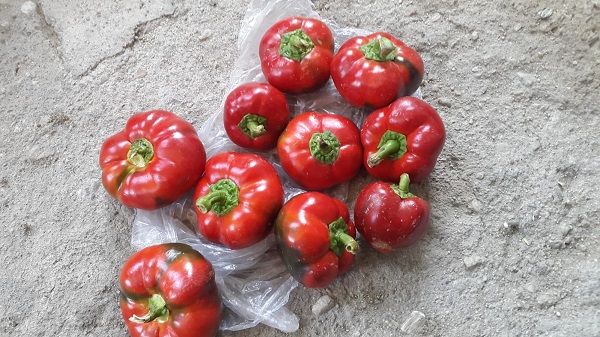 Dikkatli bakın! Sizce bunlar domates mi? 