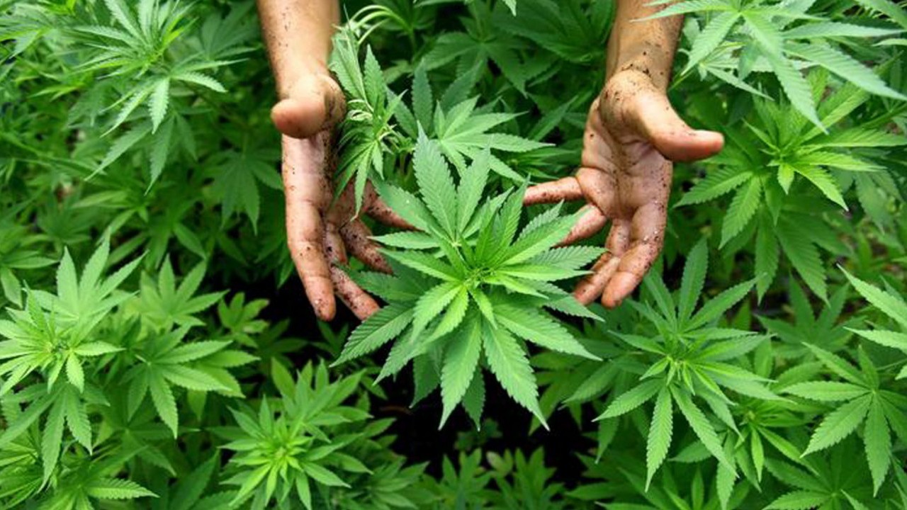 Foto - Dilipak noktayı koydu: Kenevir Allah’In İkramı mı, Belası mı? 