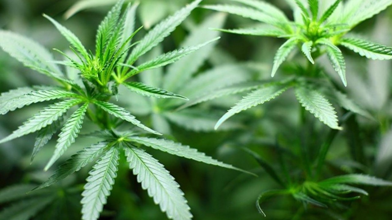 Foto - Dilipak noktayı koydu: Kenevir Allah’In İkramı mı, Belası mı? 