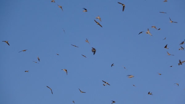Foto - Dilkaya Tepesi binlerce kırlangıca yuva oldu
