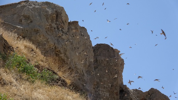 Dilkaya Tepesi binlerce kırlangıca yuva oldu