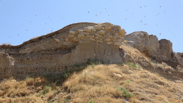 Foto - Dilkaya Tepesi binlerce kırlangıca yuva oldu