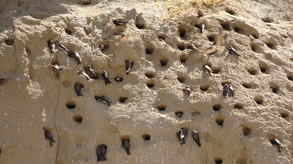 Foto - Dilkaya Tepesi binlerce kırlangıca yuva oldu