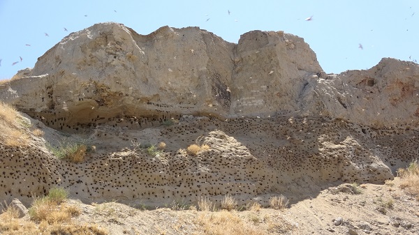 Foto - Dilkaya Tepesi binlerce kırlangıca yuva oldu