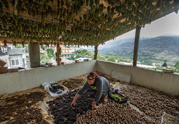 Foto - Dillere destan pekmezin zorlu yolculuğu