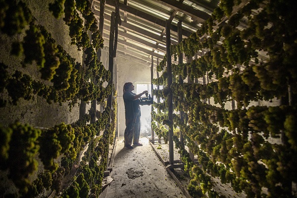 Foto - Dillere destan pekmezin zorlu yolculuğu
