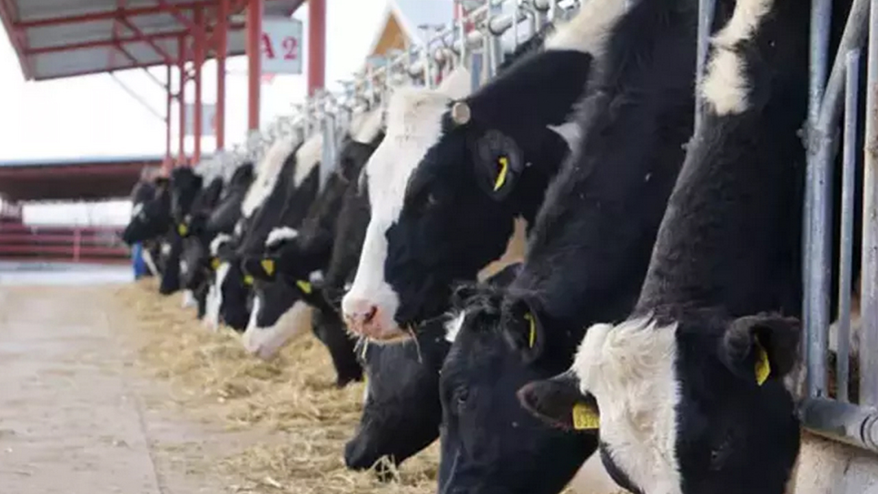 Foto - Dindarlar buna ‘Fransız’ kalamaz... Dindarlara ‘Bursa’dan ayar verdiler, ‘Laiklik sopası’yla dövdüler... Dindarların hayatı hep mücadele etmekle mi geçecek? 
