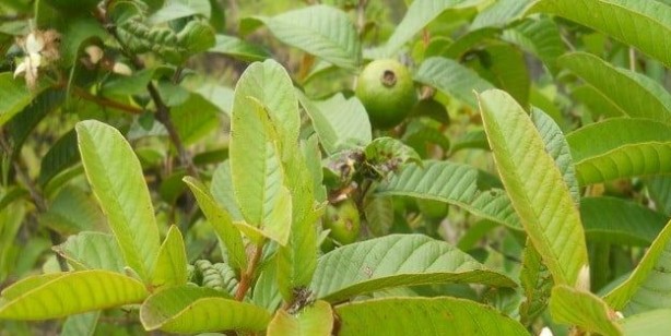 Foto - Diş ağrısını anında kesiyor: Çılgın tedavide zencefil, sarımsak, nane yaprakları hamlesi! Çok şaşıracaksınız 