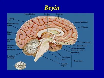 Foto - Diş fırçanızı bir hafta diğer elinizle kullanırsanız bakın ne oluyor!