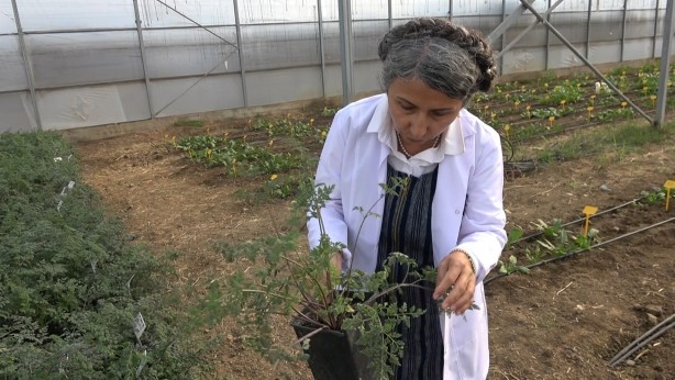 Foto - Dışa bağımlılığı ortadan kaldıracak! Müthiş proje