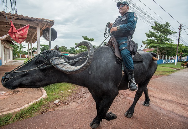 Foto - Dışarıdan gelenler şaşırıp kalıyor! Bu ülkede polisler at değil o hayvanla güvenliği sağlıyor