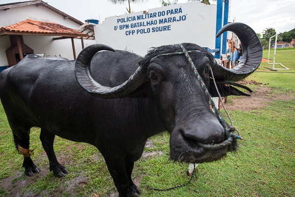 Foto - Dışarıdan gelenler şaşırıp kalıyor! Bu ülkede polisler at değil o hayvanla güvenliği sağlıyor