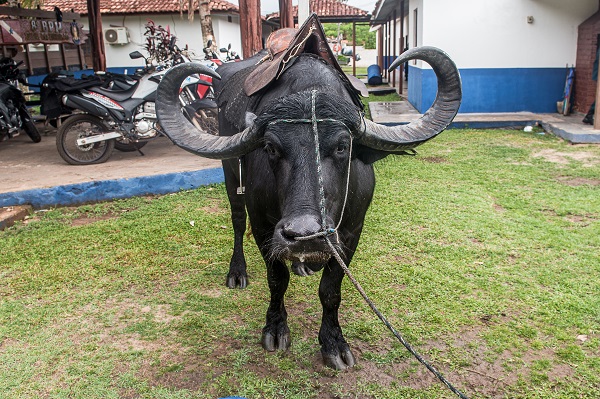 Foto - Dışarıdan gelenler şaşırıp kalıyor! Bu ülkede polisler at değil o hayvanla güvenliği sağlıyor