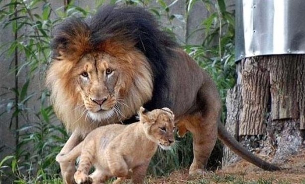 Foto - Dişi aslanlar acımadı!