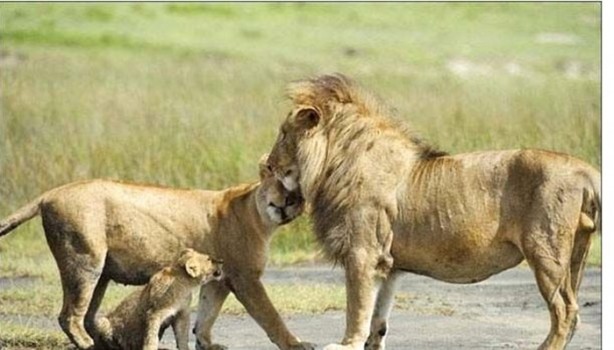 Foto - Dişi aslanlar acımadı!