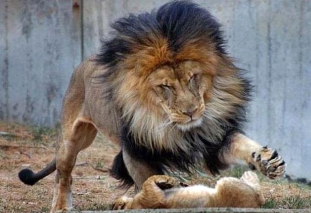 Foto - Dişi aslanlar acımadı!