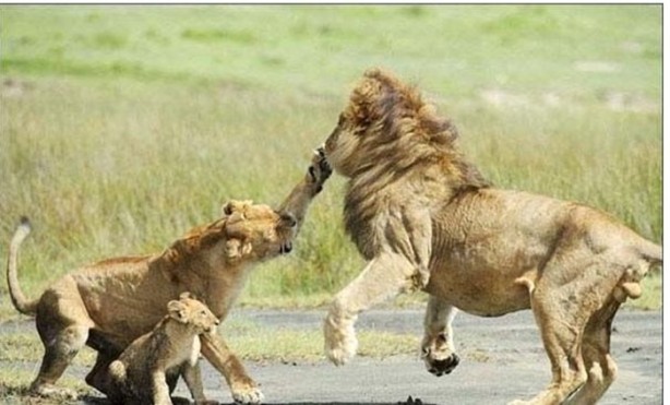 Foto - Dişi aslanlar acımadı!