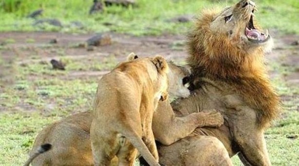 Foto - Dişi aslanlar acımadı!