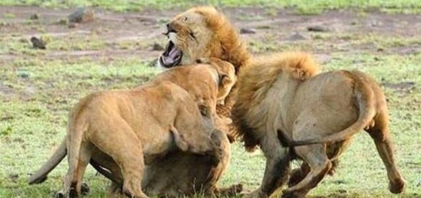 Foto - Dişi aslanlar acımadı!