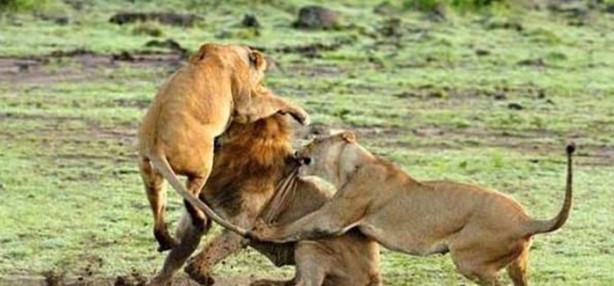 Foto - Dişi aslanlar acımadı!
